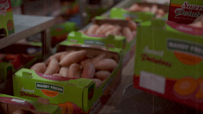 Premium Egyptian sweet potatoes – Agro Trade | Mahdy Fresh | Amr Mahdy exporter of fresh sweet potatoes to Europe and Gulf