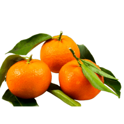 Egyptian mandarin exporter – Agro Trade | Mahdy Fresh | Amr Mahdy citrus export