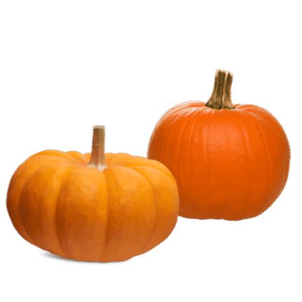 Egyptian pumpkin exporter – Agro Trade | Mahdy Fresh | Amr Mahdy agriculture Egypt