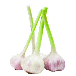 Egyptian green garlic export by Agro Trade | Mahdy Fresh premium fresh garlic – Amr Mahdy trusted Egyptian vegetable exporter.