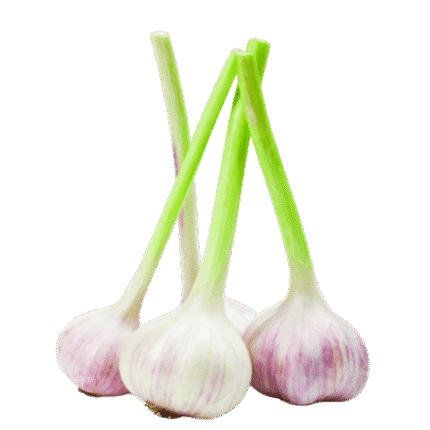 Egyptian green garlic export by Agro Trade | Mahdy Fresh premium fresh garlic – Amr Mahdy trusted Egyptian vegetable exporter.