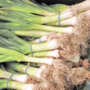 Egyptian spring onion export by Agro Trade | Mahdy Fresh premium green onions – Amr Mahdy trusted Egyptian vegetables supplier.