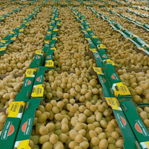 Egyptian Barhi dates export by Agro Trade | Mahdy Fresh premium dates – Amr Mahdy trusted supplier of Egyptian fresh produce.