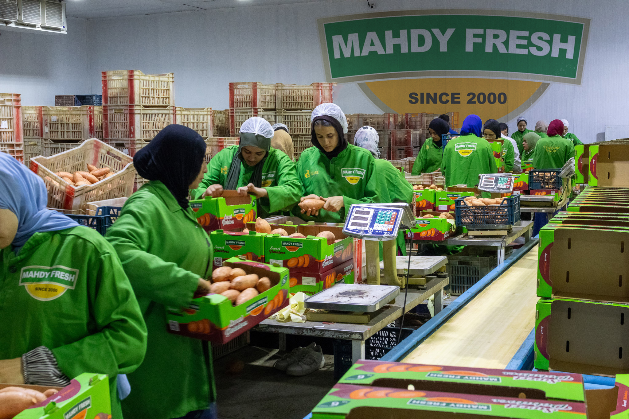 Egyptian sweet potatoes export by Agro Trade