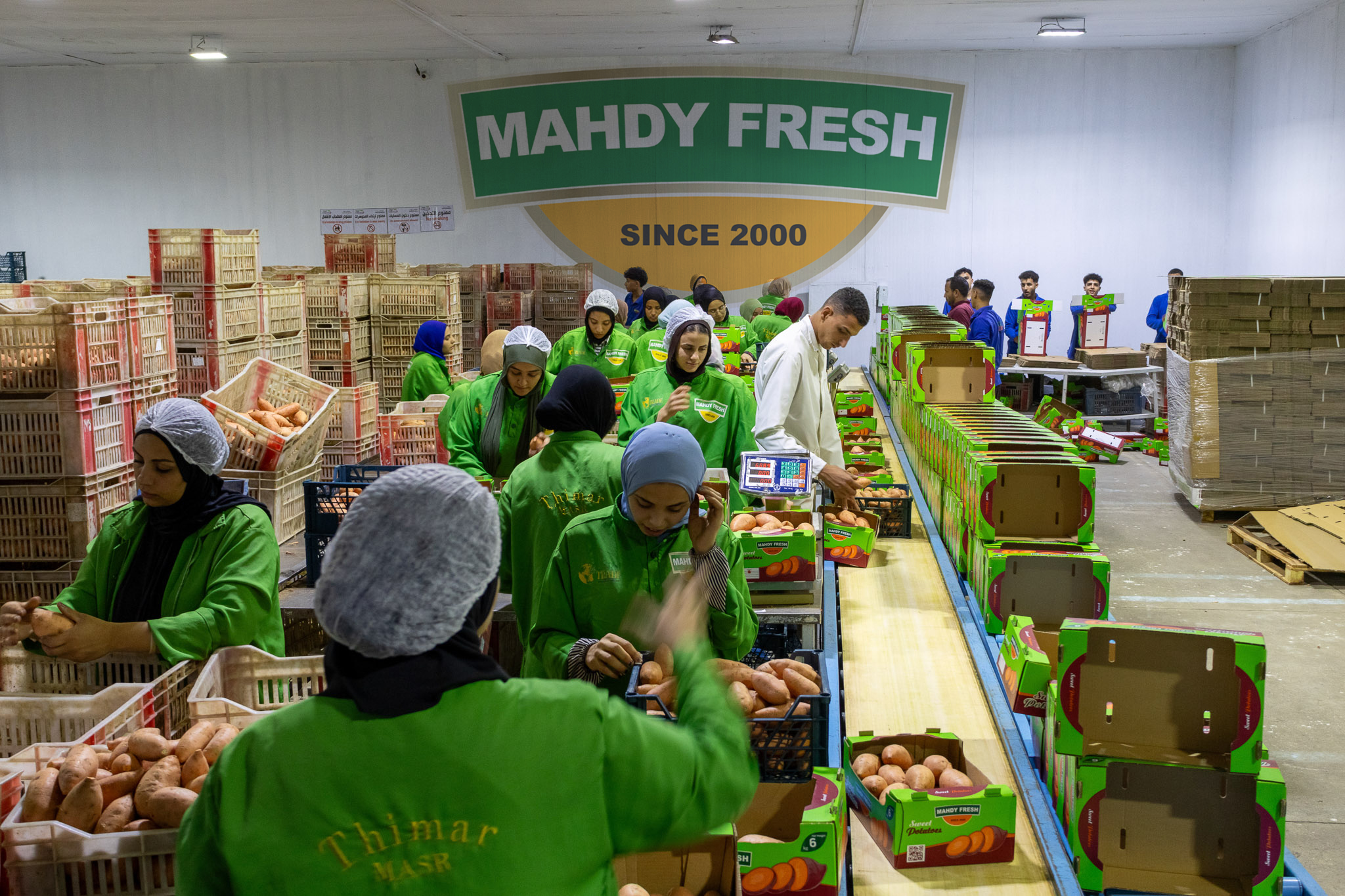 Egyptian sweet potatoes export by Agro Trade