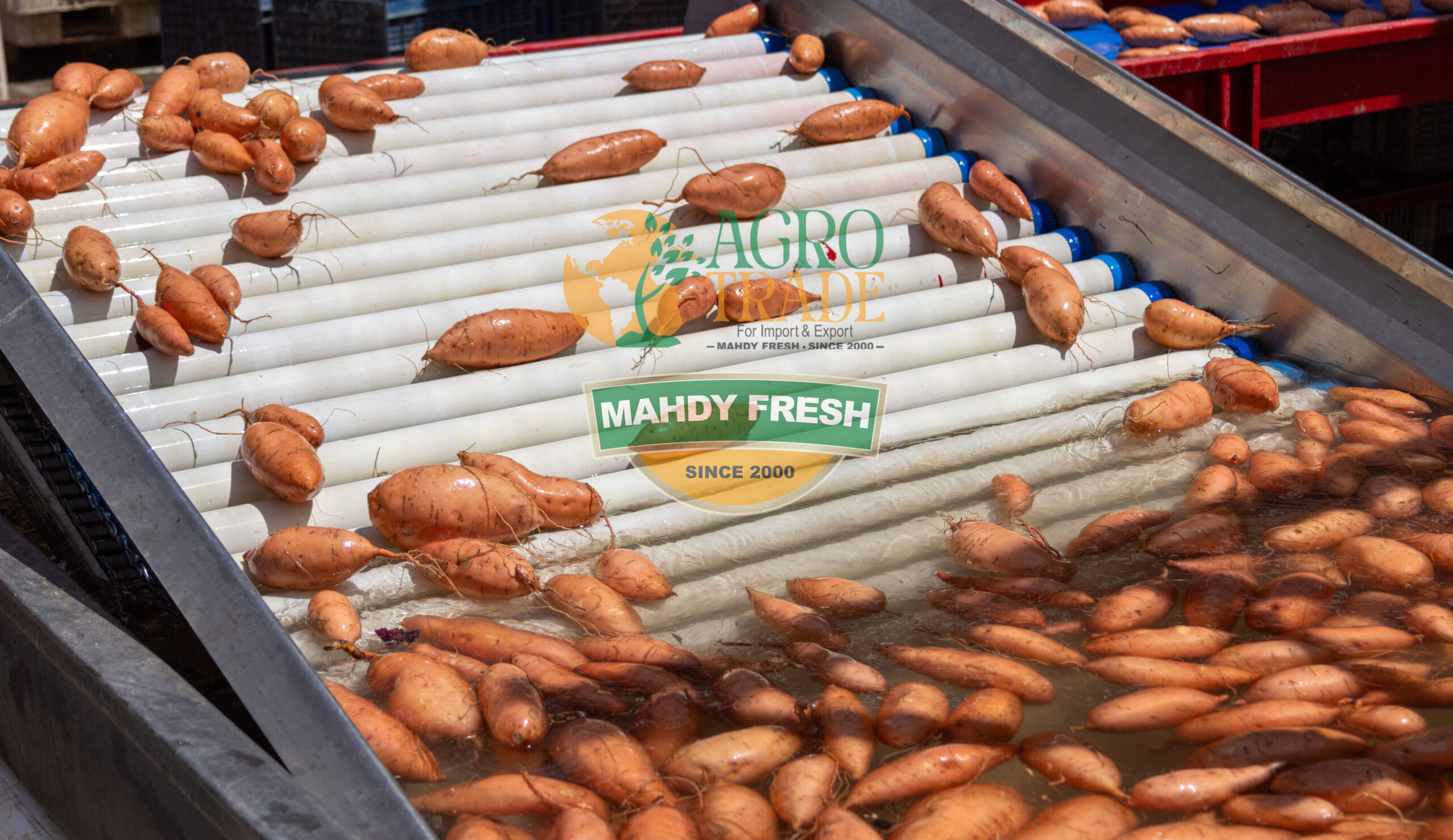 Egyptian sweet potatoes export by Agro Trade